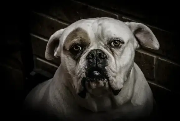 dog animal boxer