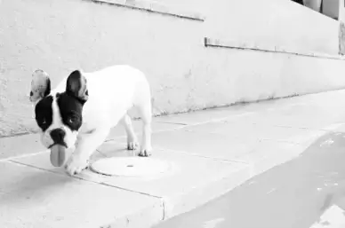 dog animals pets