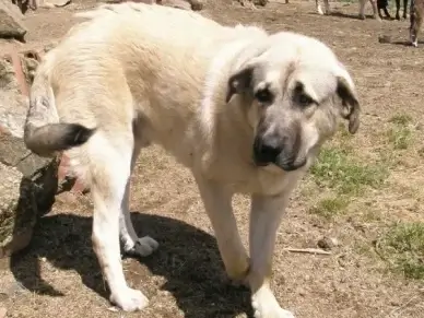 dog animals pets