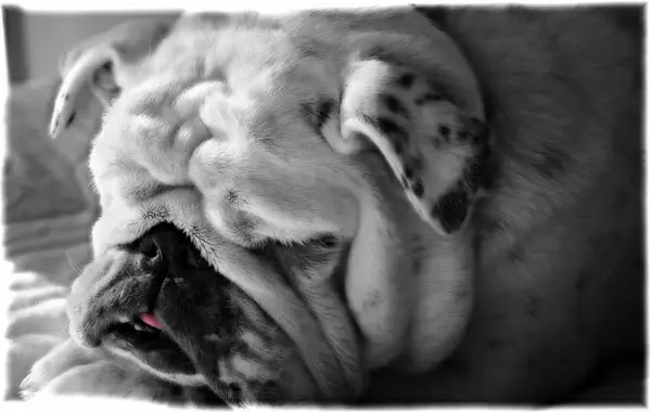 dog bulldog black