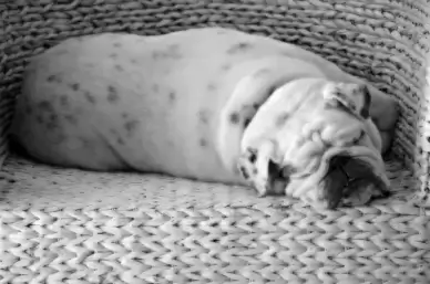 dog bulldog black
