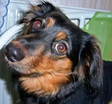 dog dogs pets