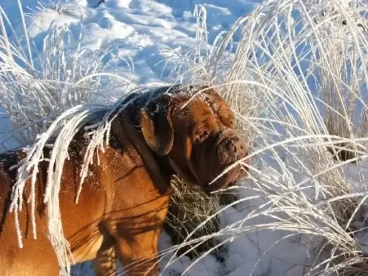 dog mastiff pet