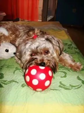 dog mazsi 1