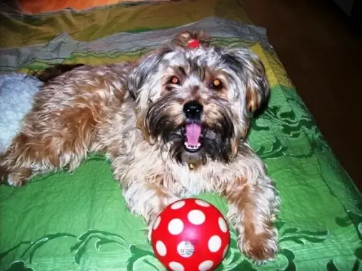 dog mazsi 3