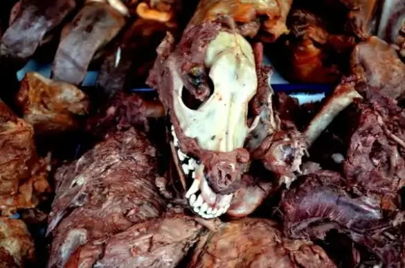 dog meat