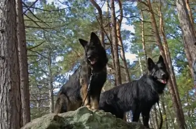 dog old german sch
