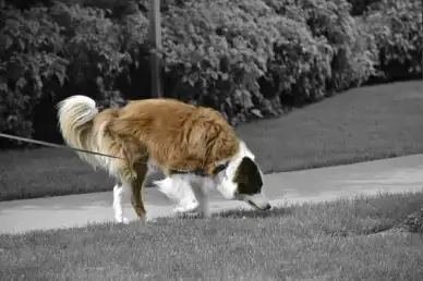 dog on grey