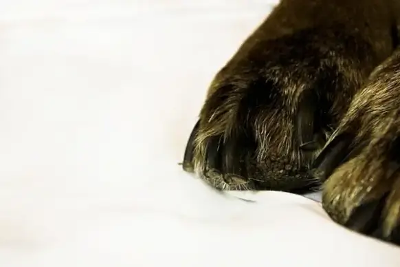 dog paws