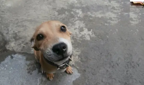 dog pet animals