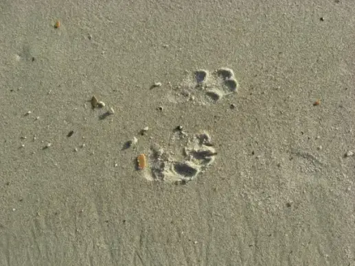 dog prints in sand
