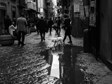 dog reflex