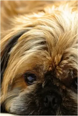 dog shih cricket pet