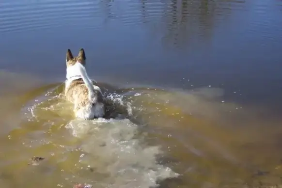 dog testing the water