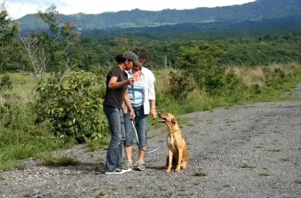 dog training