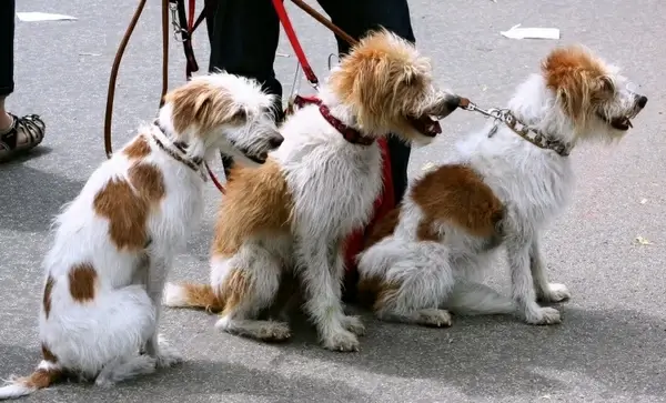dogs canines pets