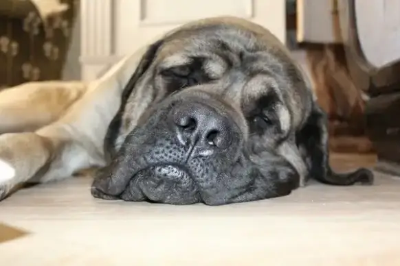 dogs dog animal