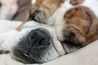 dogs dog animal