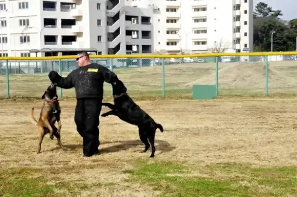 dogs training attacking