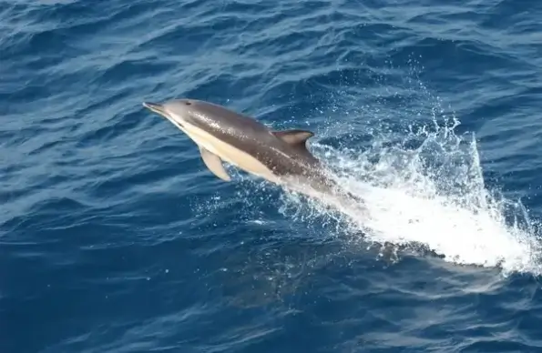 dolphin jumping swimming