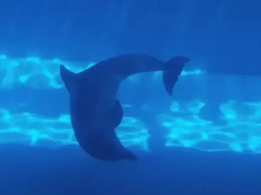 dolphin underwater