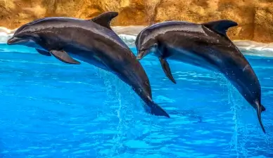 dolphins couple backdrop picture dynamic joyful 