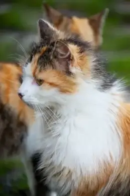 domestic cat