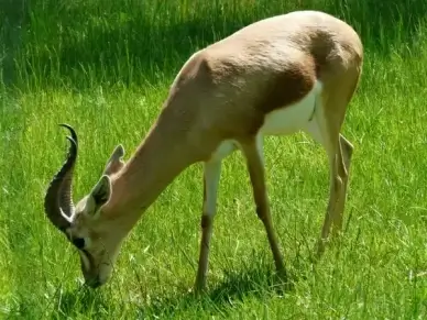 dorcas gazelle gazelle desert animal