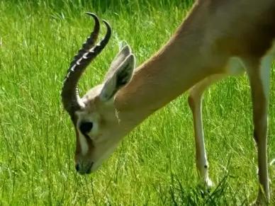 dorcas gazelle gazelle desert animal