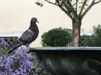 dove fountain bird