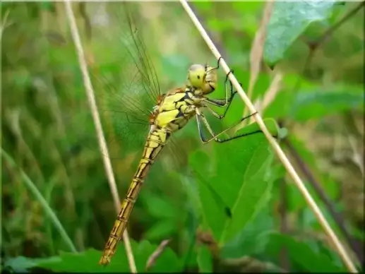 dragonfly meadow summer