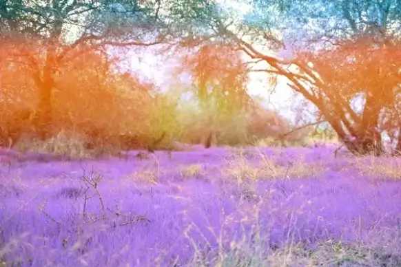dream landscape