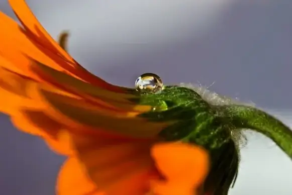 drip flower plant