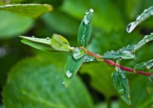 drop drops rain