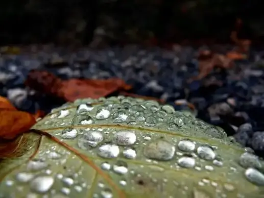 drops on leaf