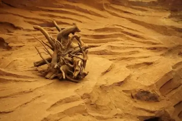 dry tree stump