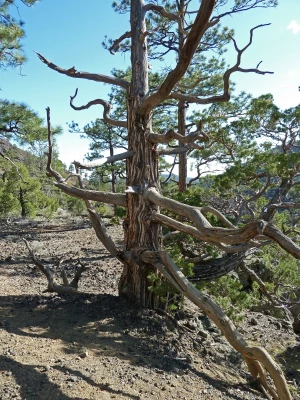 dry tree volcano