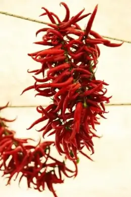 drying chillies