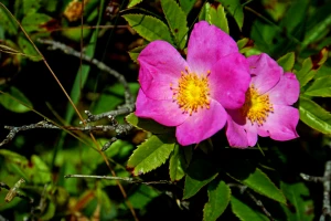 dsc01028 wild rose