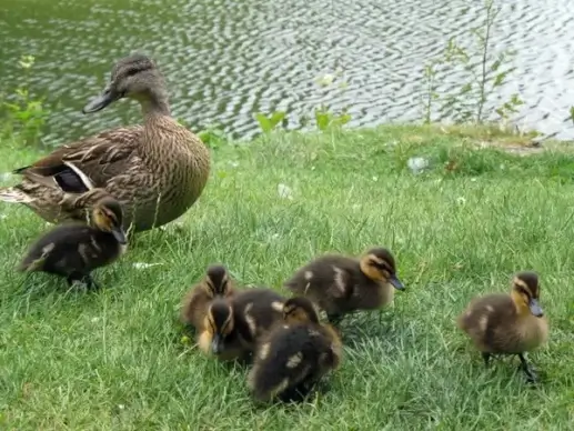 duck with chicks