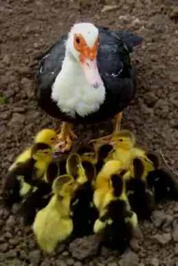 duck with ducklings