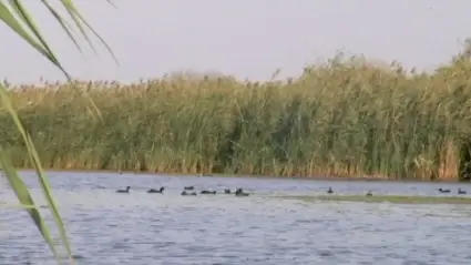 Ducks 2