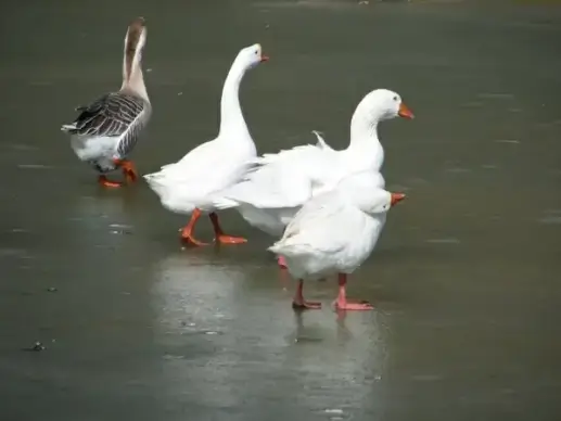 ducks and geese line dancing