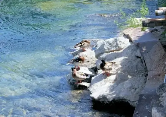 ducks cleaning