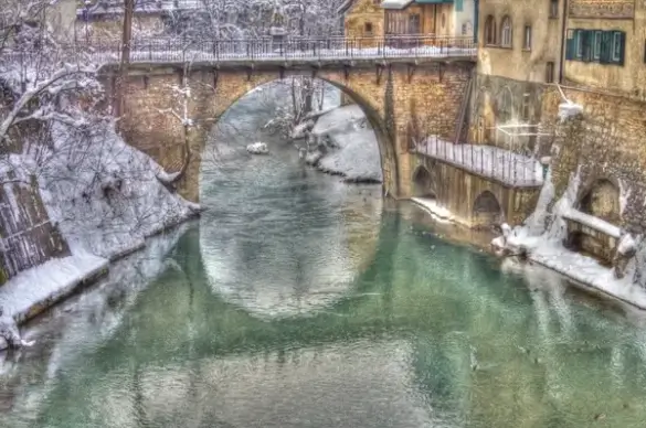 ducks in winter water