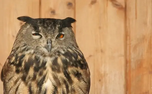 eagle owl owl bird