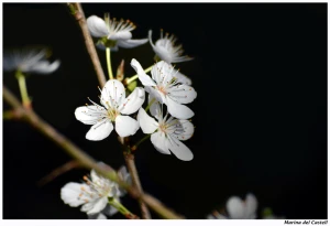 early spring