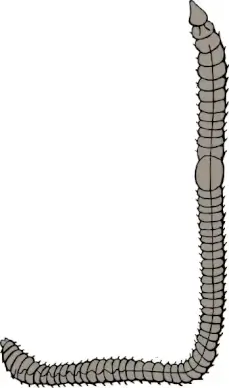 Earth Worm clip art
