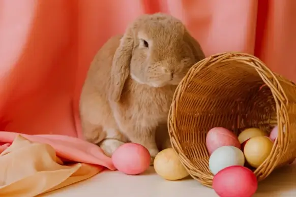 easter backdrop picture elegant closeup eggs rabbit 
