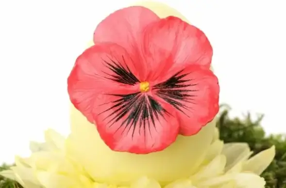 easter egg with flower